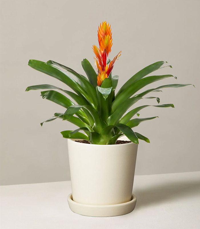 Indoor Plant Foliage Spray - Image 3