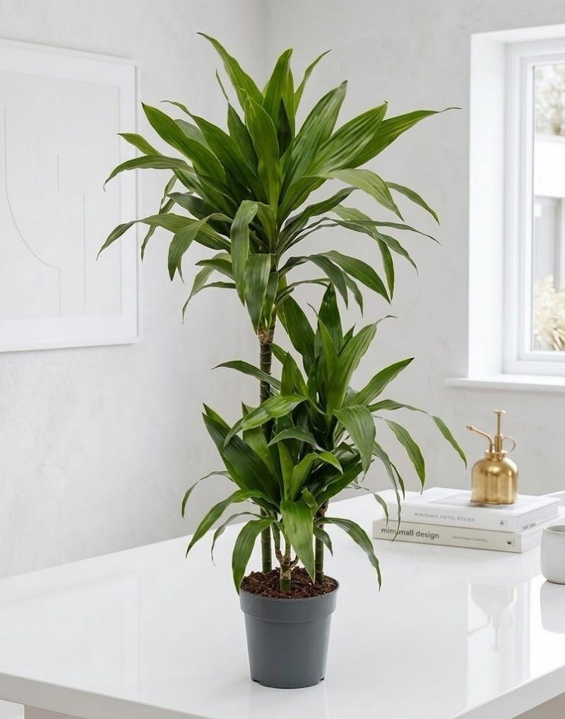 Dracaena Janet Craig
