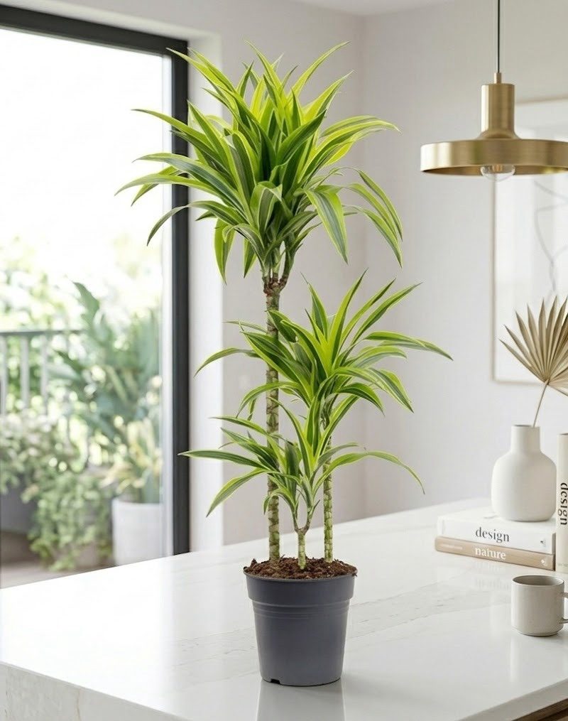 Dracaena 'Lemon-Lime'