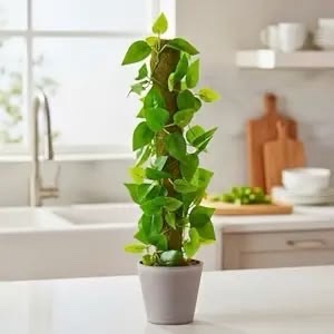 Money Plant -Moss Stick Big