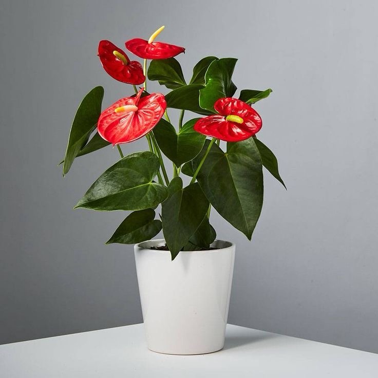 Anthorium Red -Large - Image 2