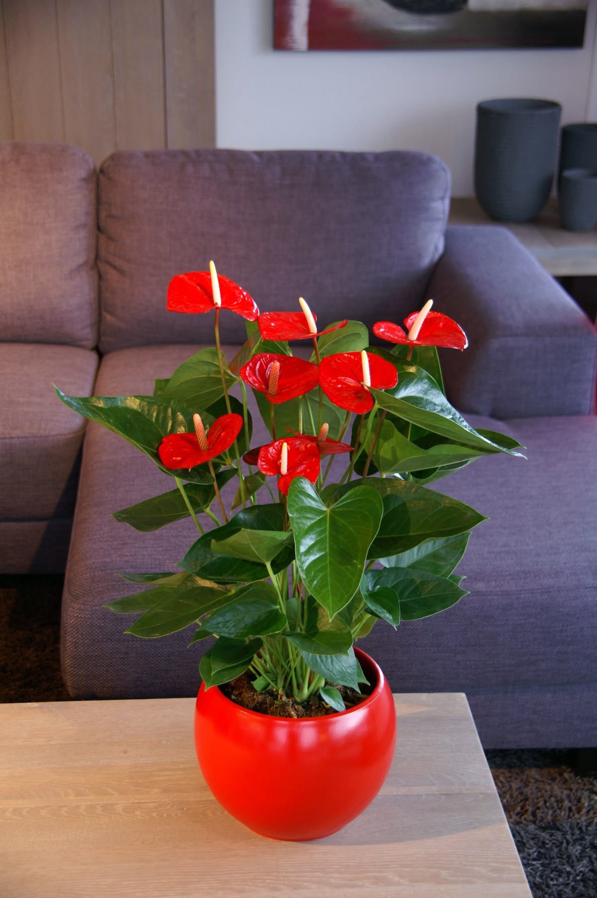 Anthorium Red -Large - Image 3