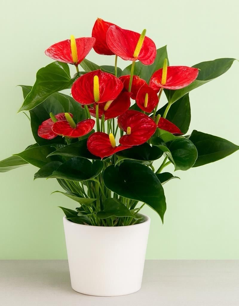 Anthorium Red -Large