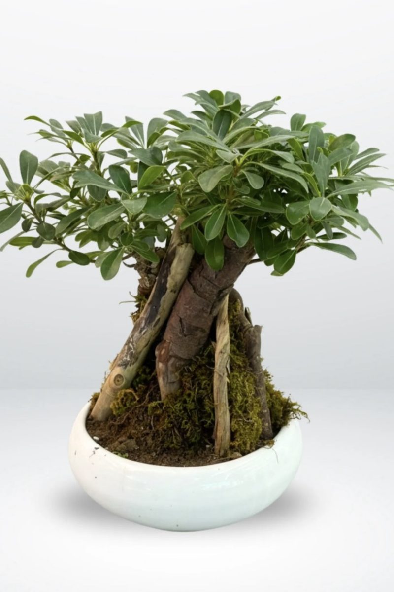 Hawaiian
Umbrella Bonsai
