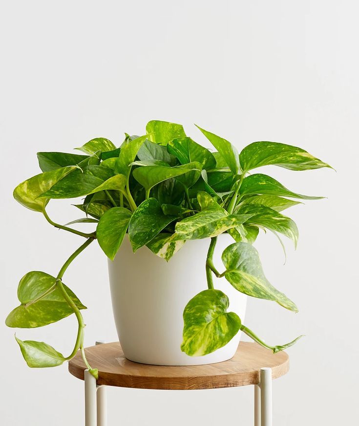 Money Plant.