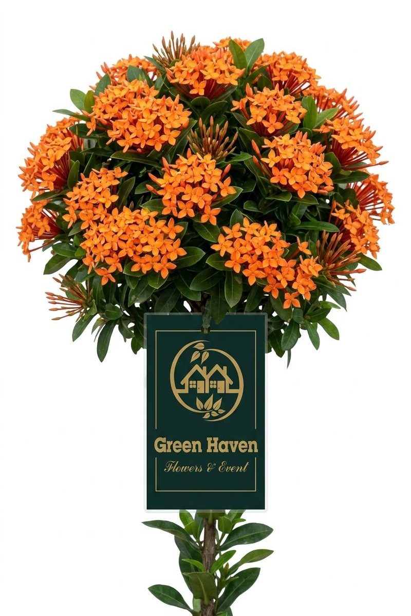 Orange Ixora mini Glow Dwarf Plant (( WITHOUT THE POT ))