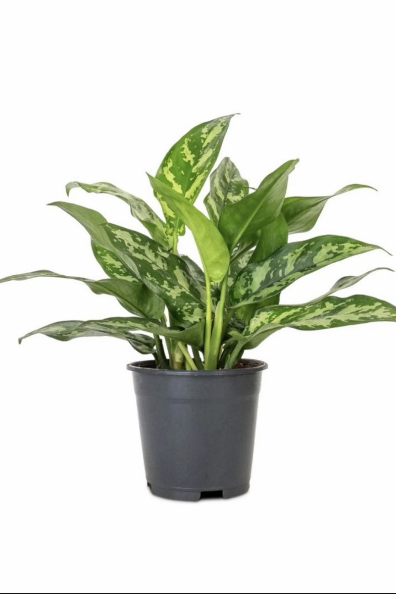 Aglaonema Maria