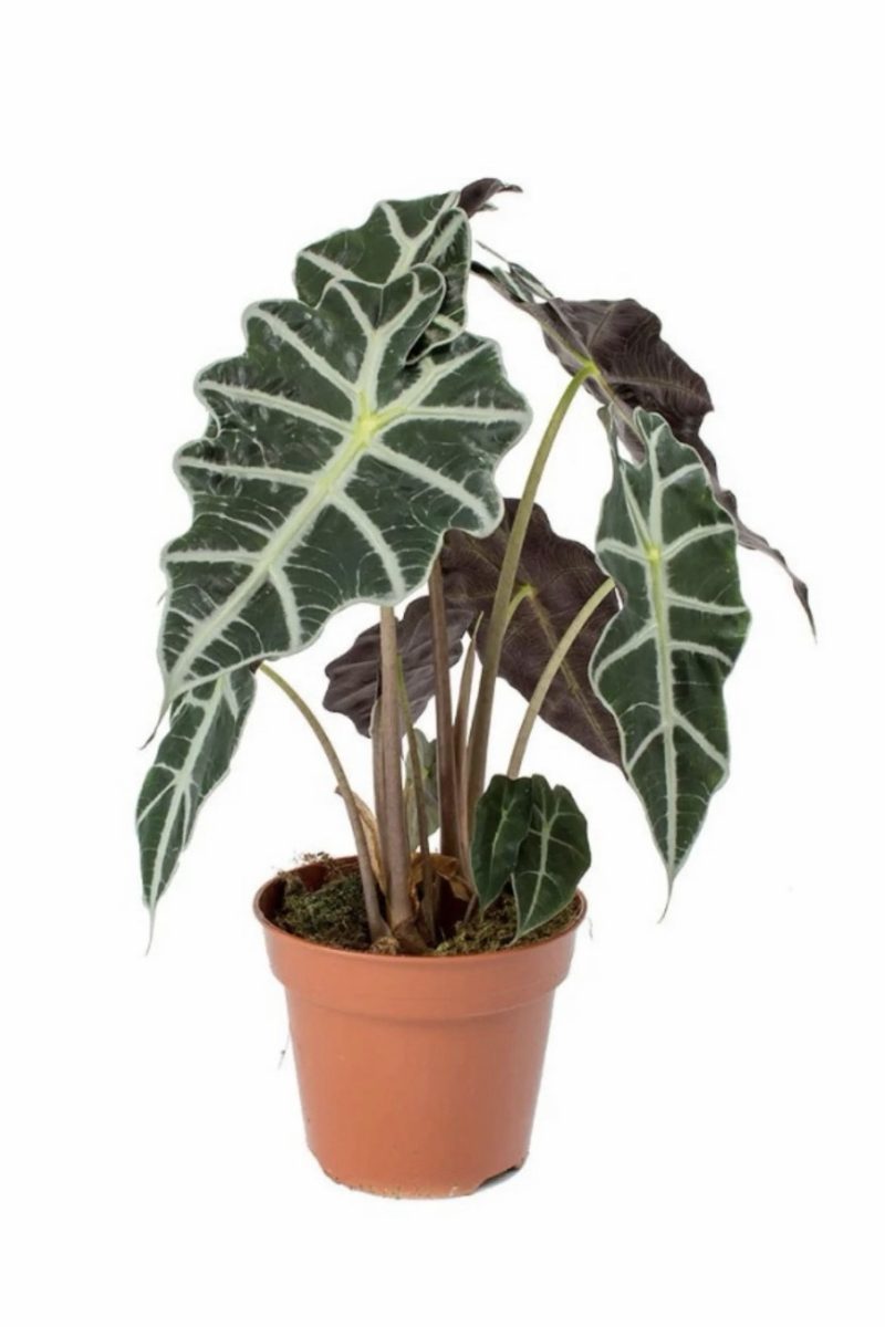 Alocasia Amazonica Polly