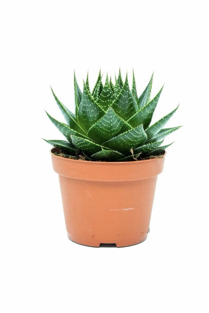 Aloe Aristata