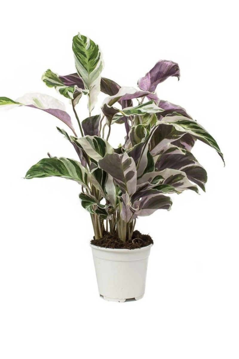 Calathea Fushion White