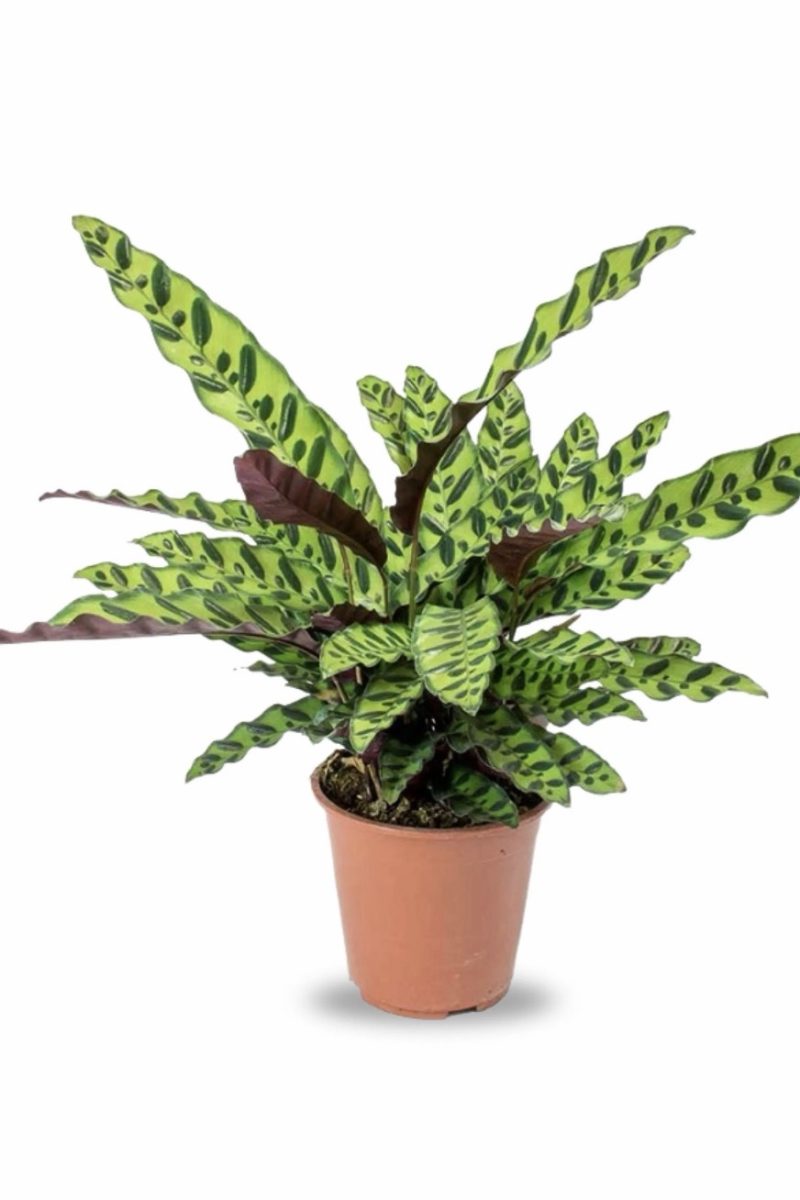 Calathea Lancifolia