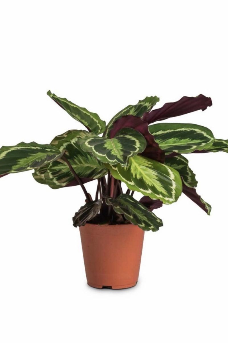 Calathea Marion