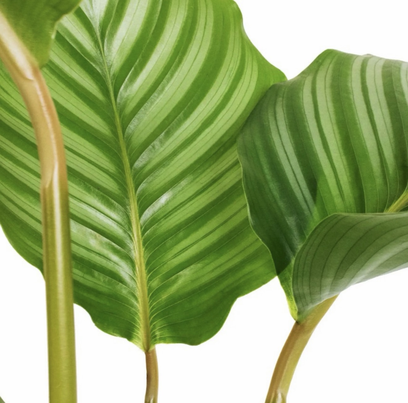 Calathea Orbiforlia - Image 2
