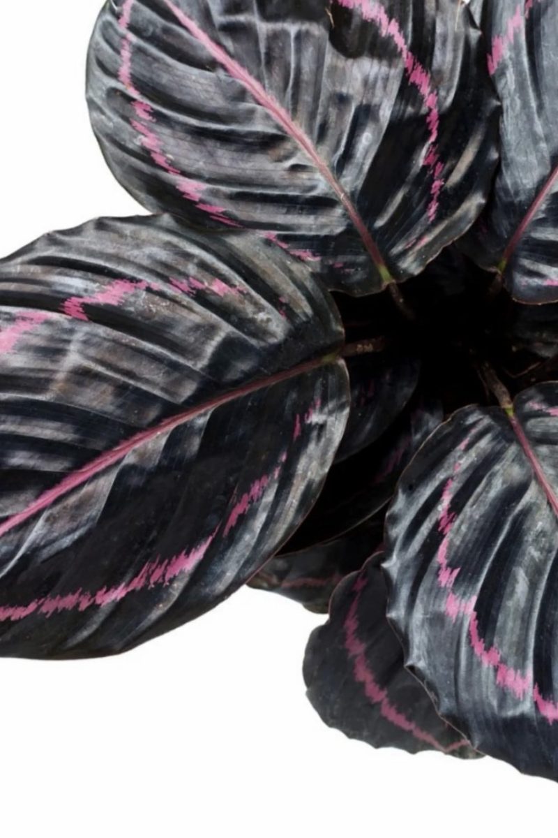 Calathea Rose Painted