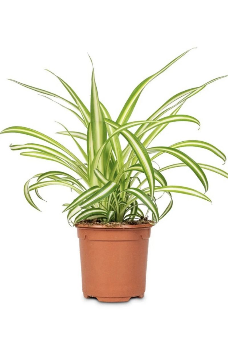 Chlorophytum Vittatum - Spider Plant
