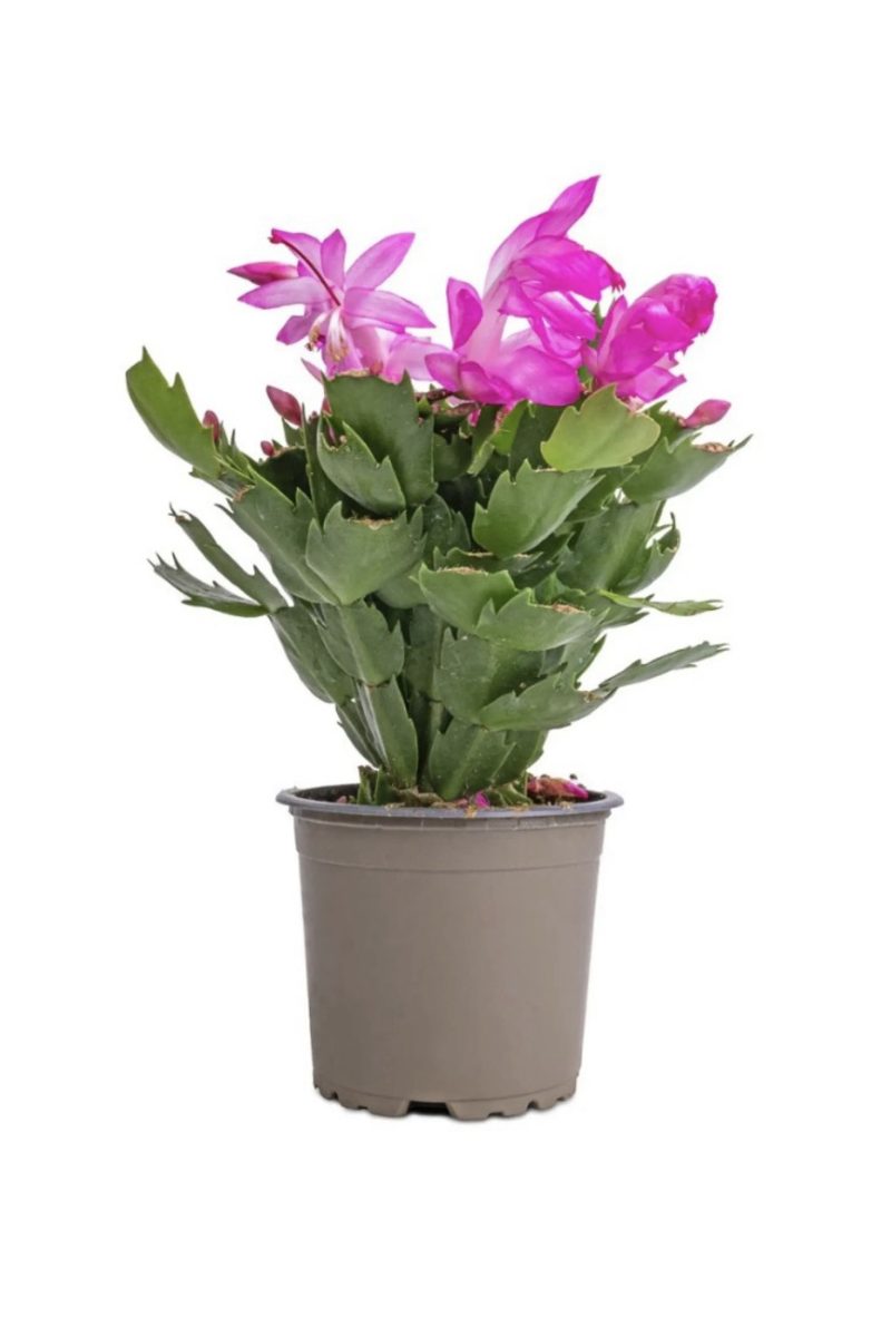 Christmas Cactus (Schlumbergera)- Pink