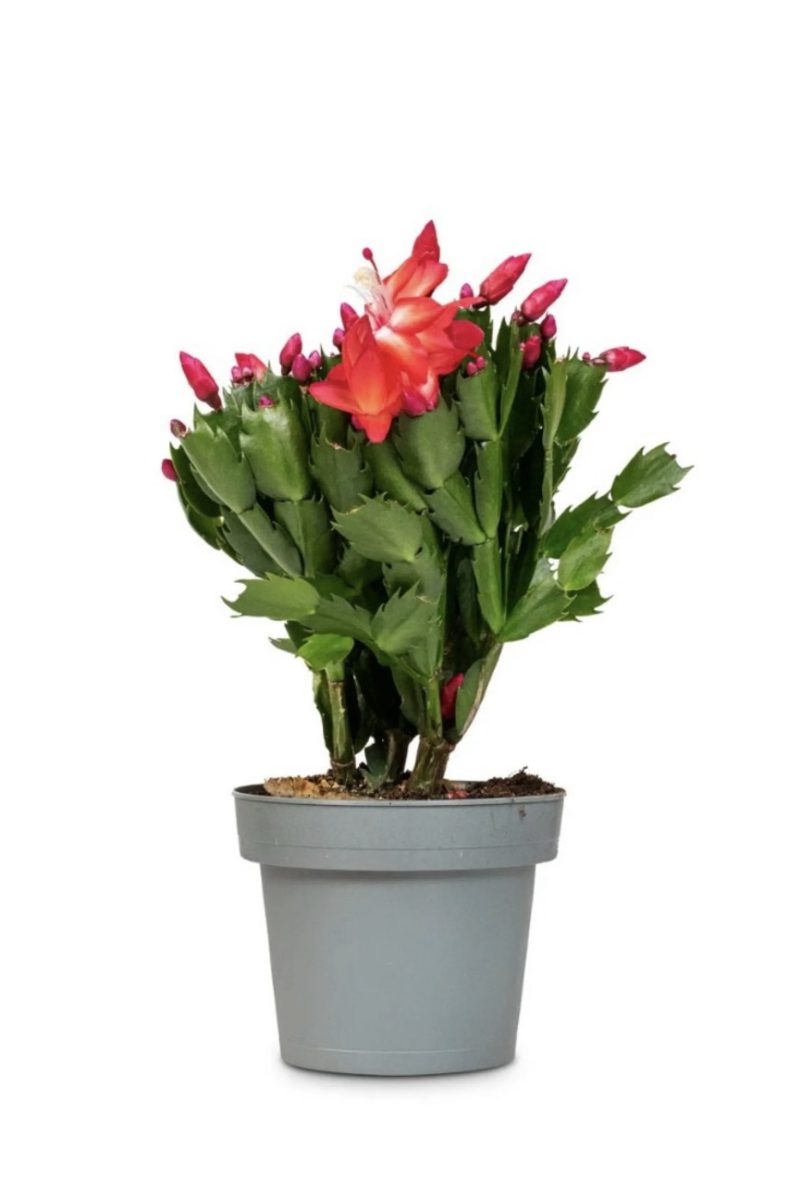 Christmas Cactus (Schlumbergera)- Red