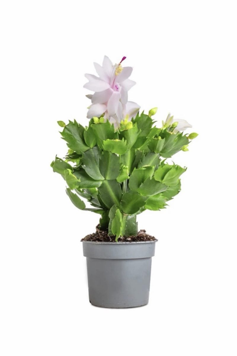Christmas Cactus (Schlumbergera) - White
