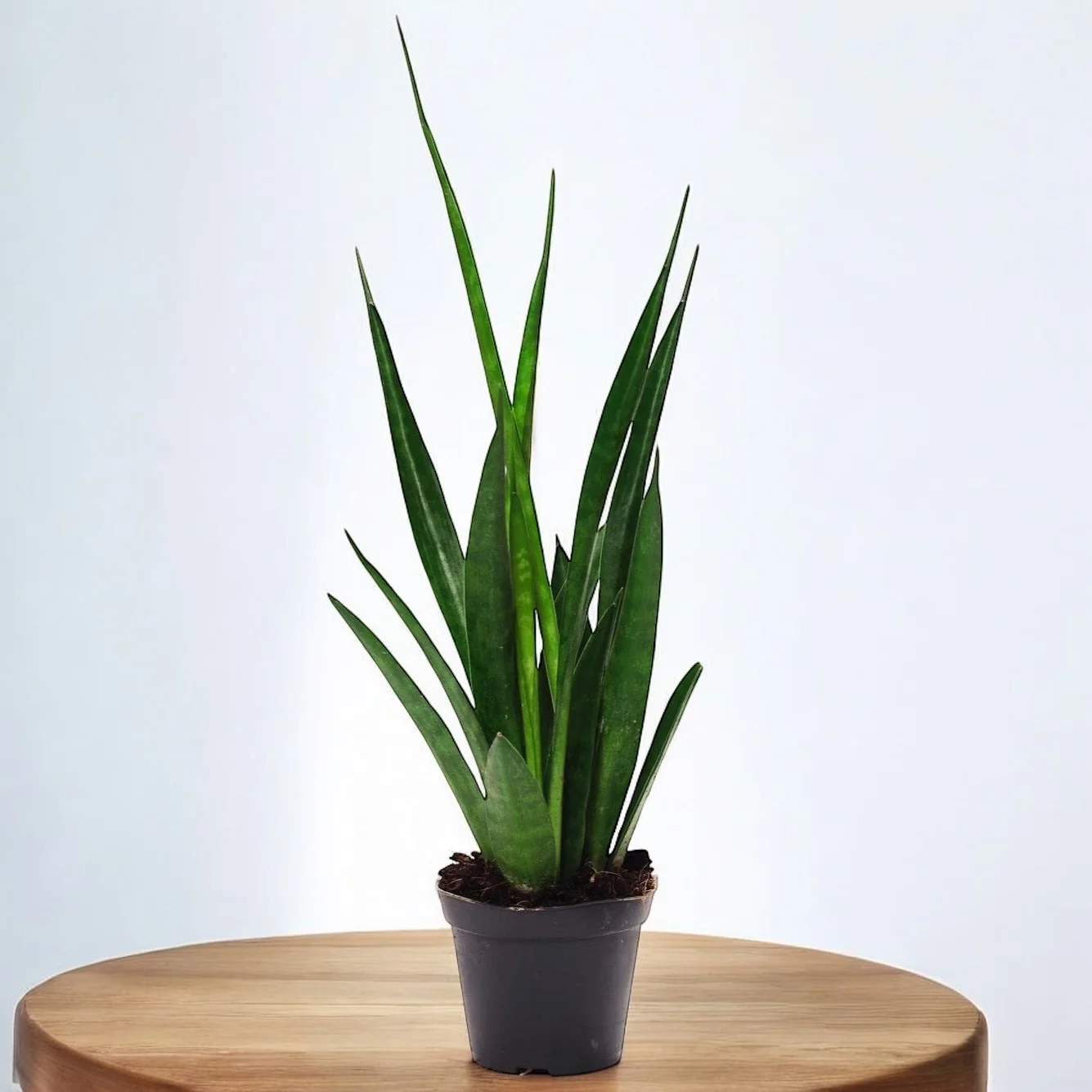Sansevieria- Snake Plant Kirkii