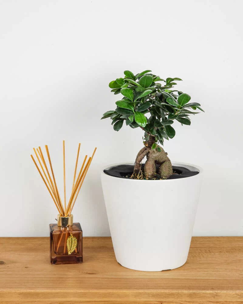 Ficus Microcarpa Ginseng Bonsai - Image 3