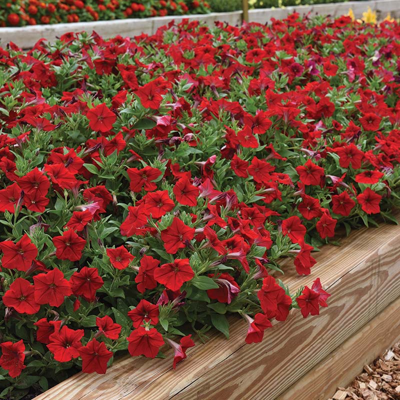 Petunia Box 25 pieces - Image 3