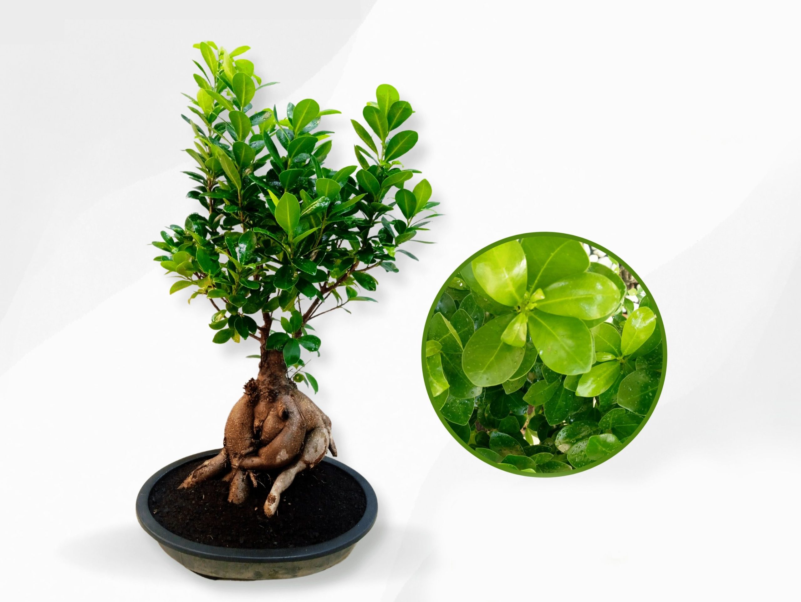 Ficus Microcarpa Ginseng Bonsai - Image 5