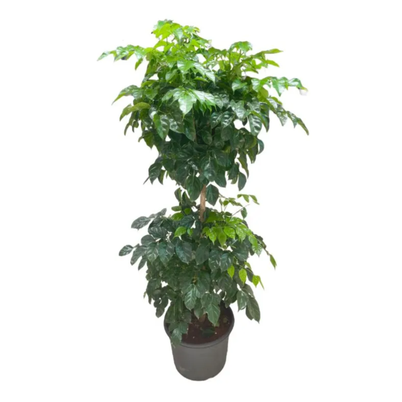 Radermachera Sinica 'China Doll' (Multi-branch, Bushy, and 2-Step Bushy) - Image 3