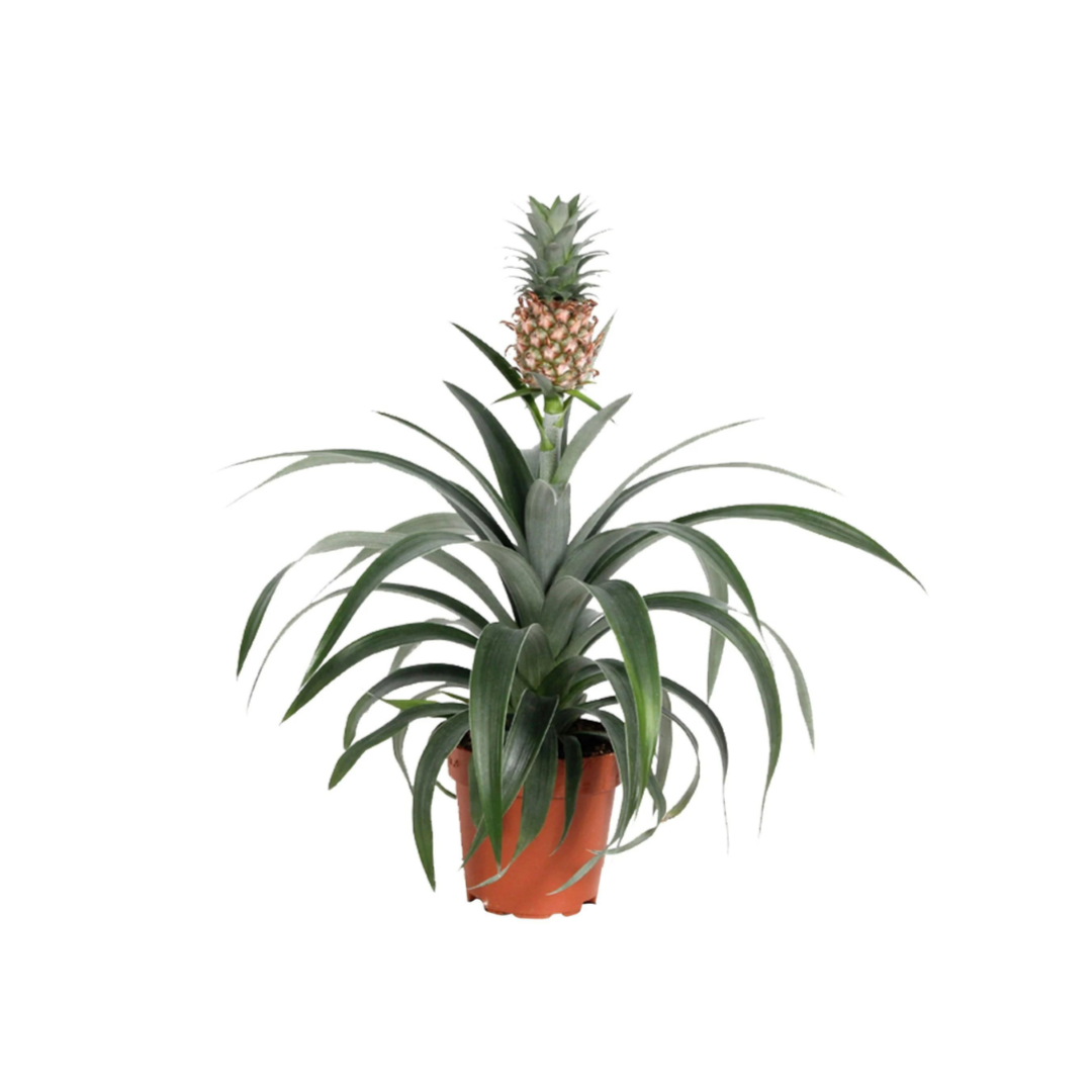 Annanas - Pineapple