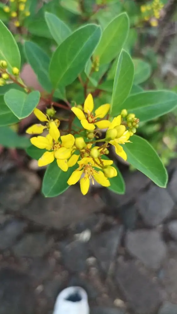 Tristellateia australasiae – Shower of Gold Climber - Image 4