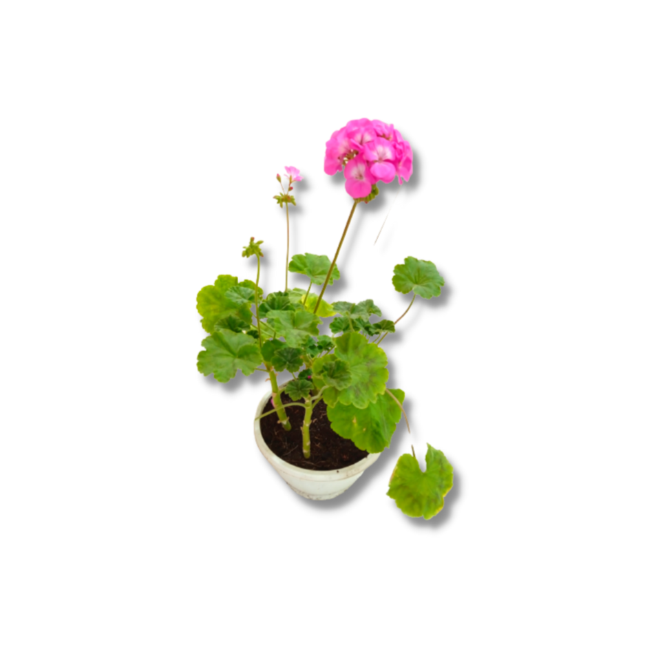 Geranium Pink