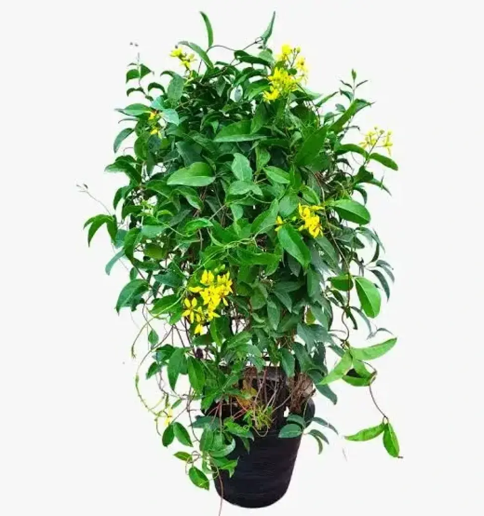 Tristellateia australasiae – Shower of Gold Climber