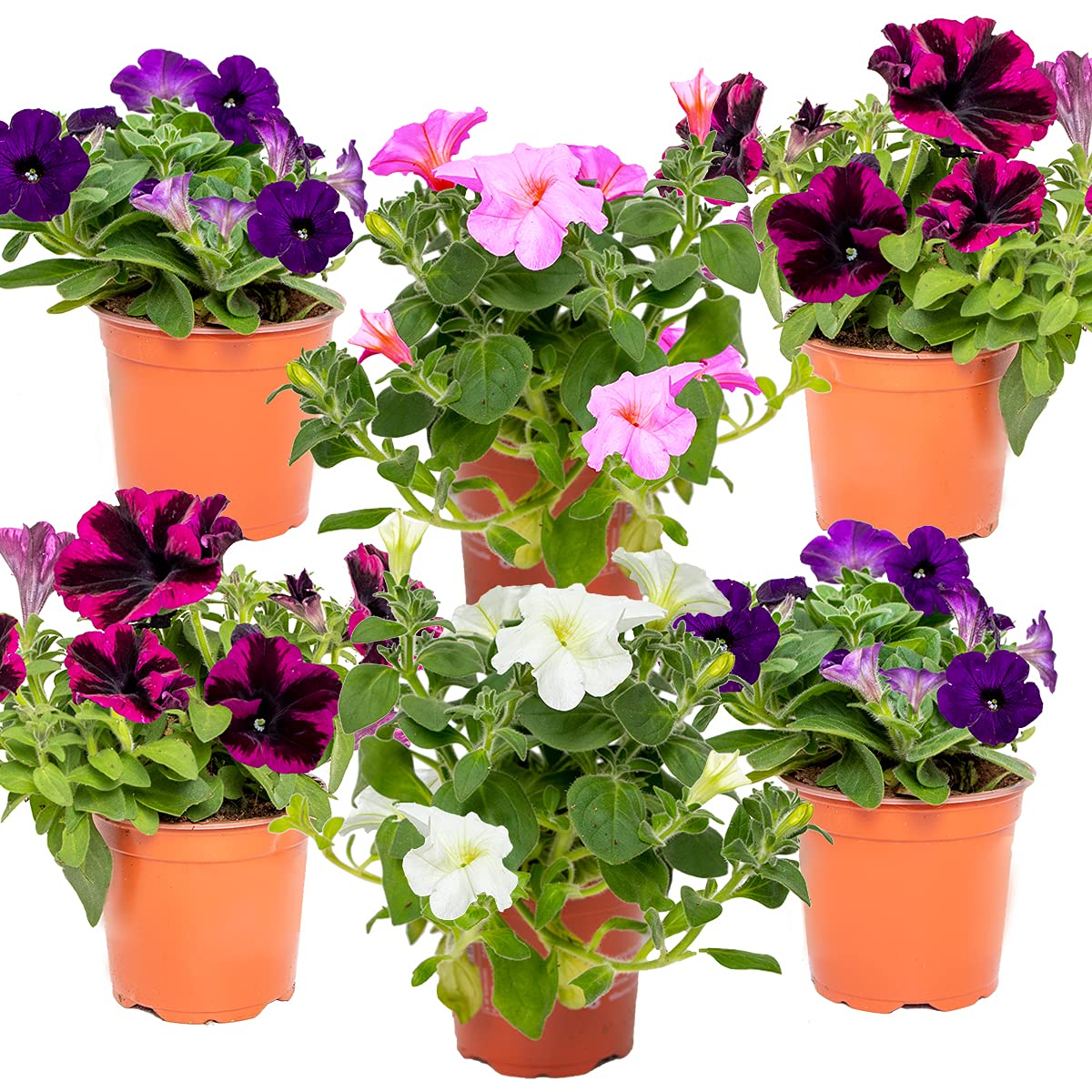 Petunia Box 25 pieces