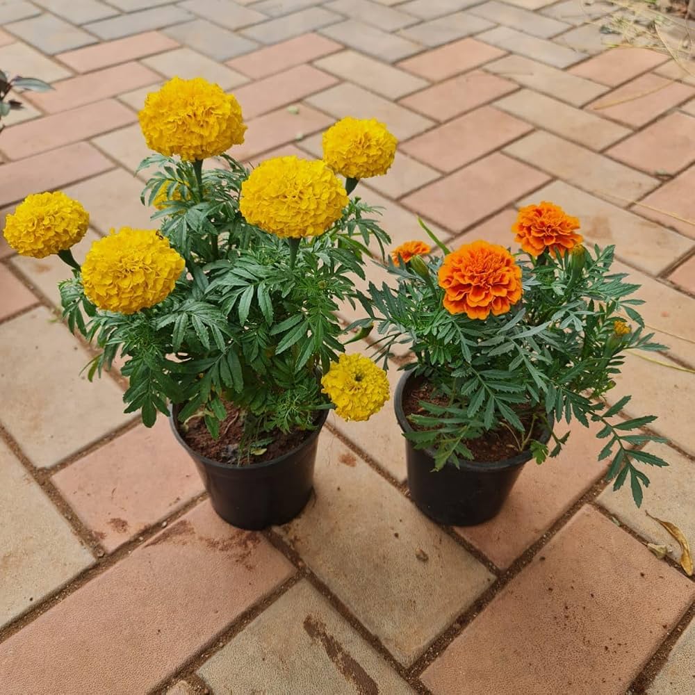 Marigold