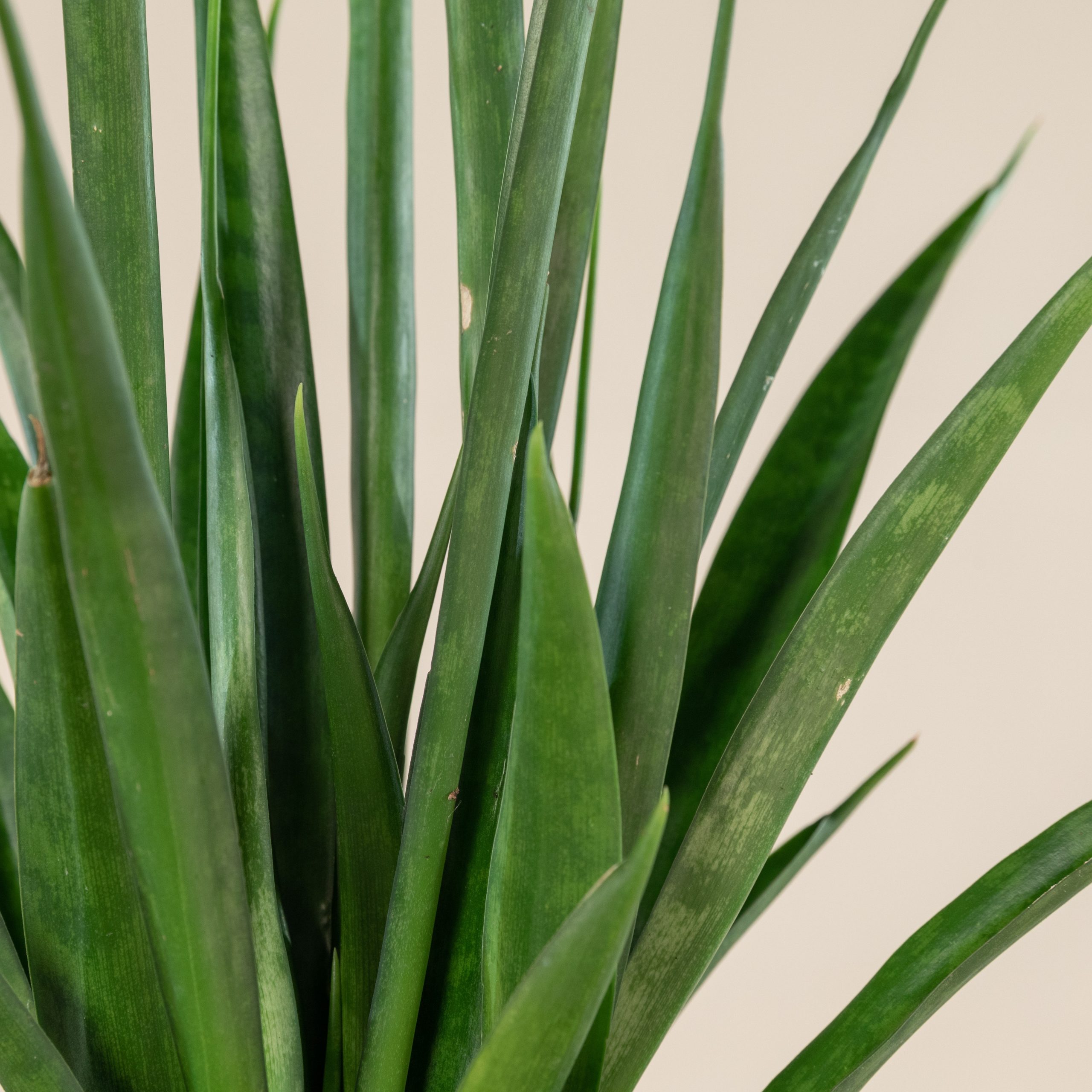 Sansevieria- Snake Plant Kirkii - Image 2