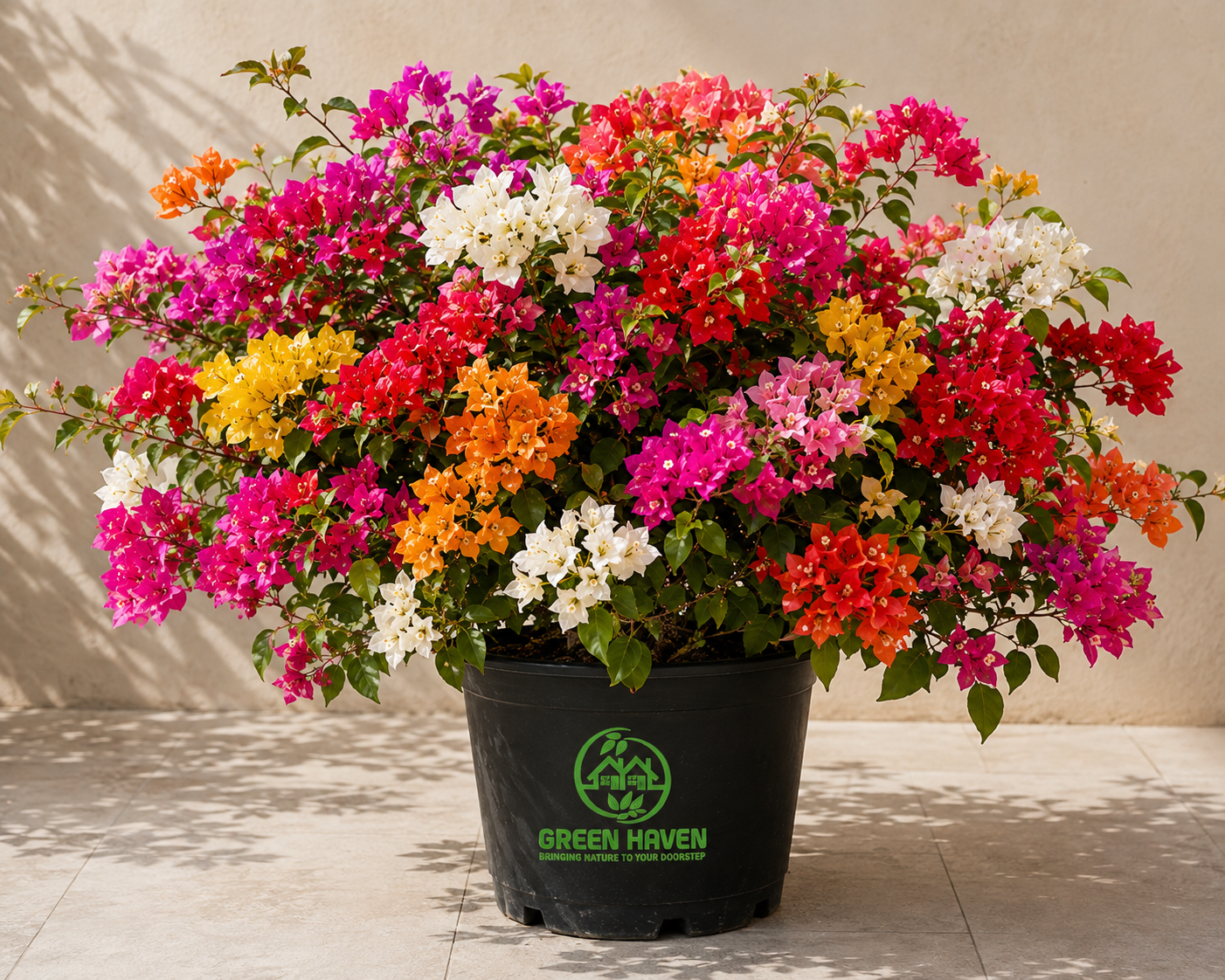 Bougainvillea - Image 2