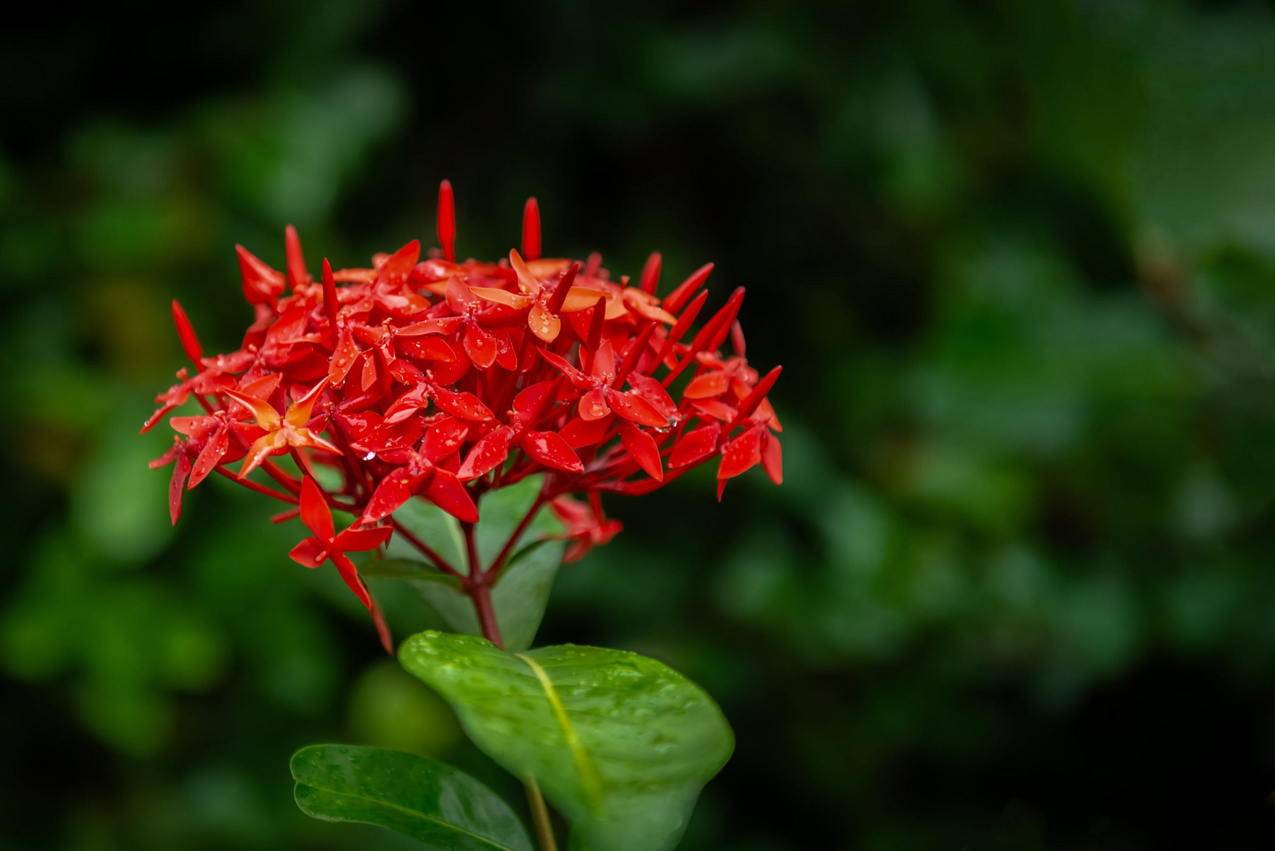 Ixora Plant - Image 3