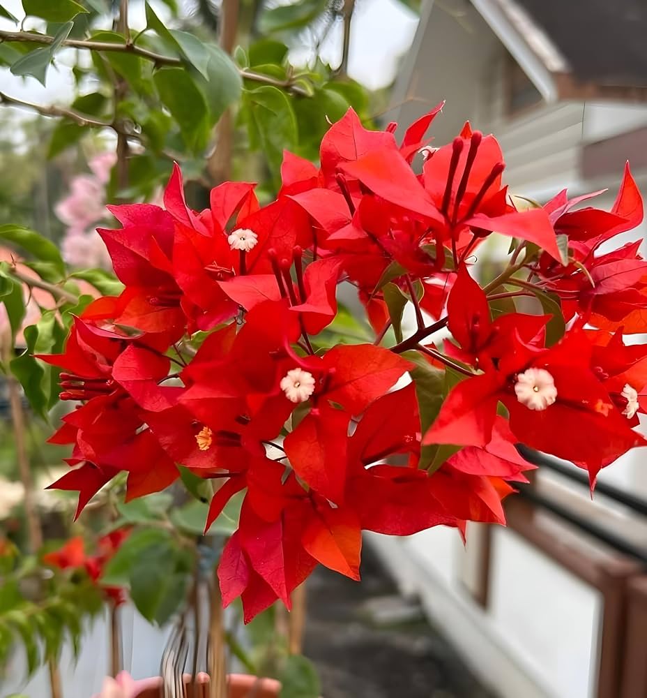 Bougainvillea - Image 3