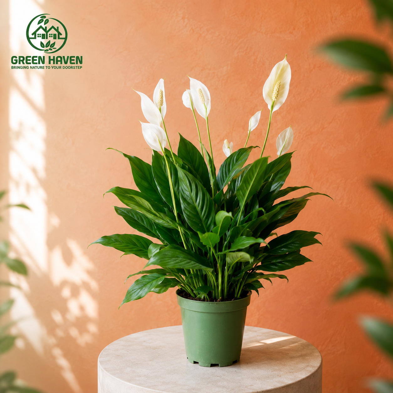 Spathiphyllum - Peace Lily (Small)
