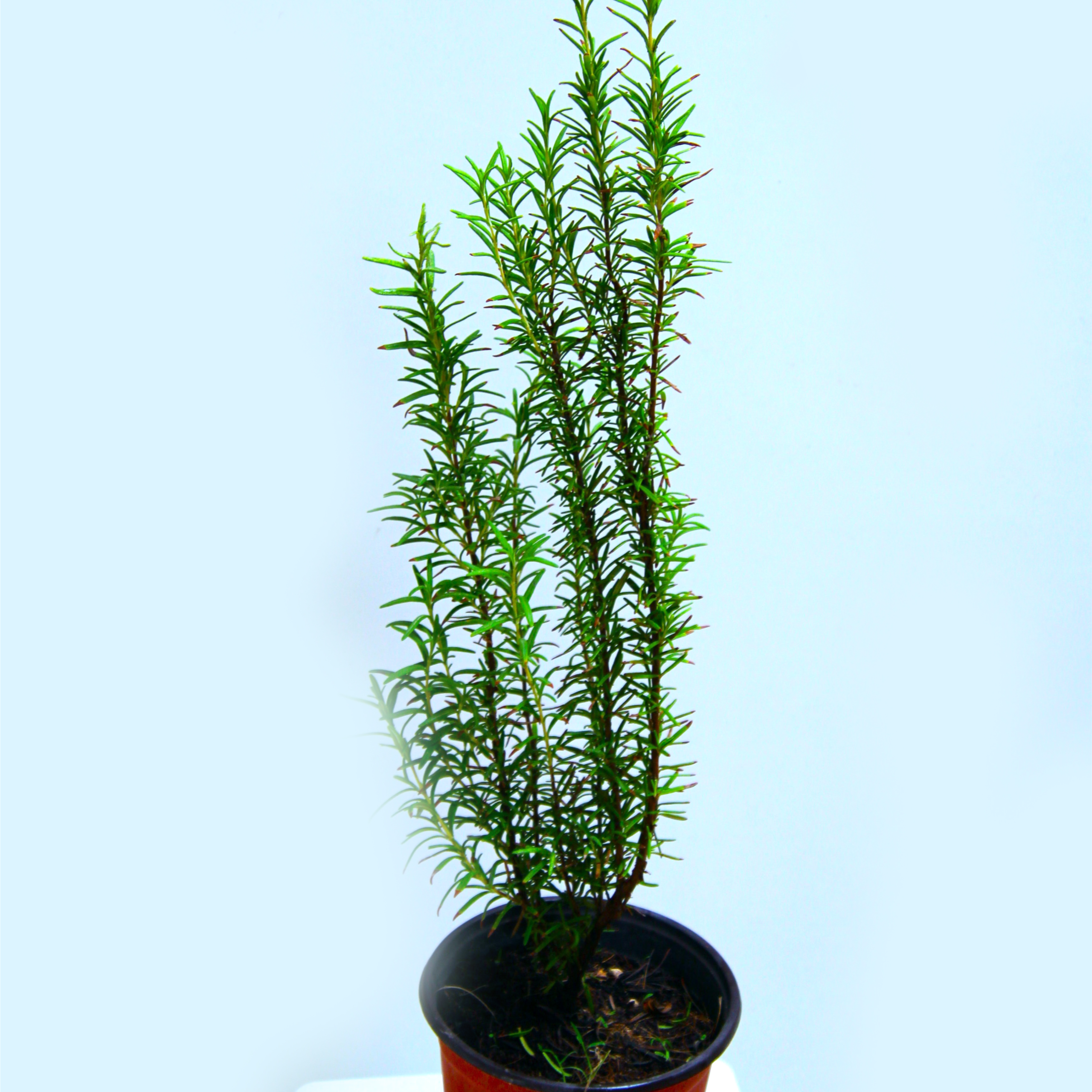 Rosemary