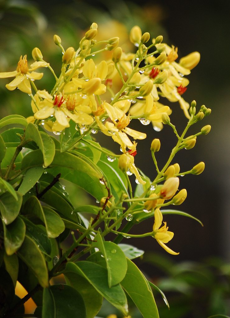 Tristellateia australasiae – Shower of Gold Climber - Image 5