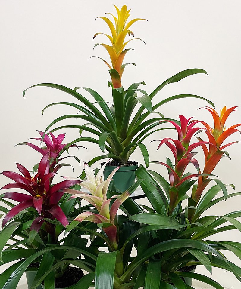 Guzmania Hope  Bromeliad mix color 1 piece