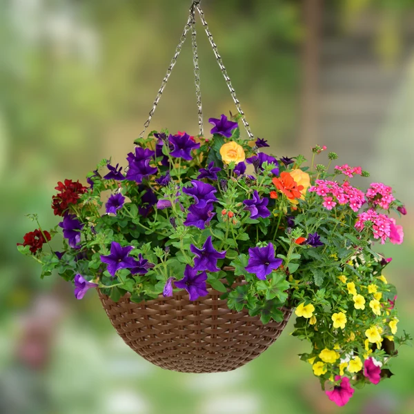 Petunia Hanging - Image 2