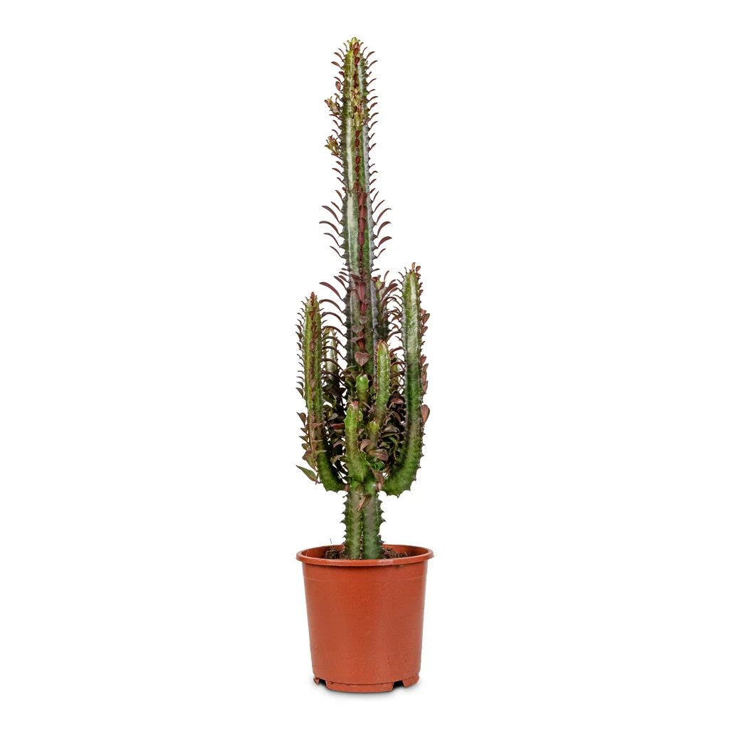 Euphorbia Trigona Rubra