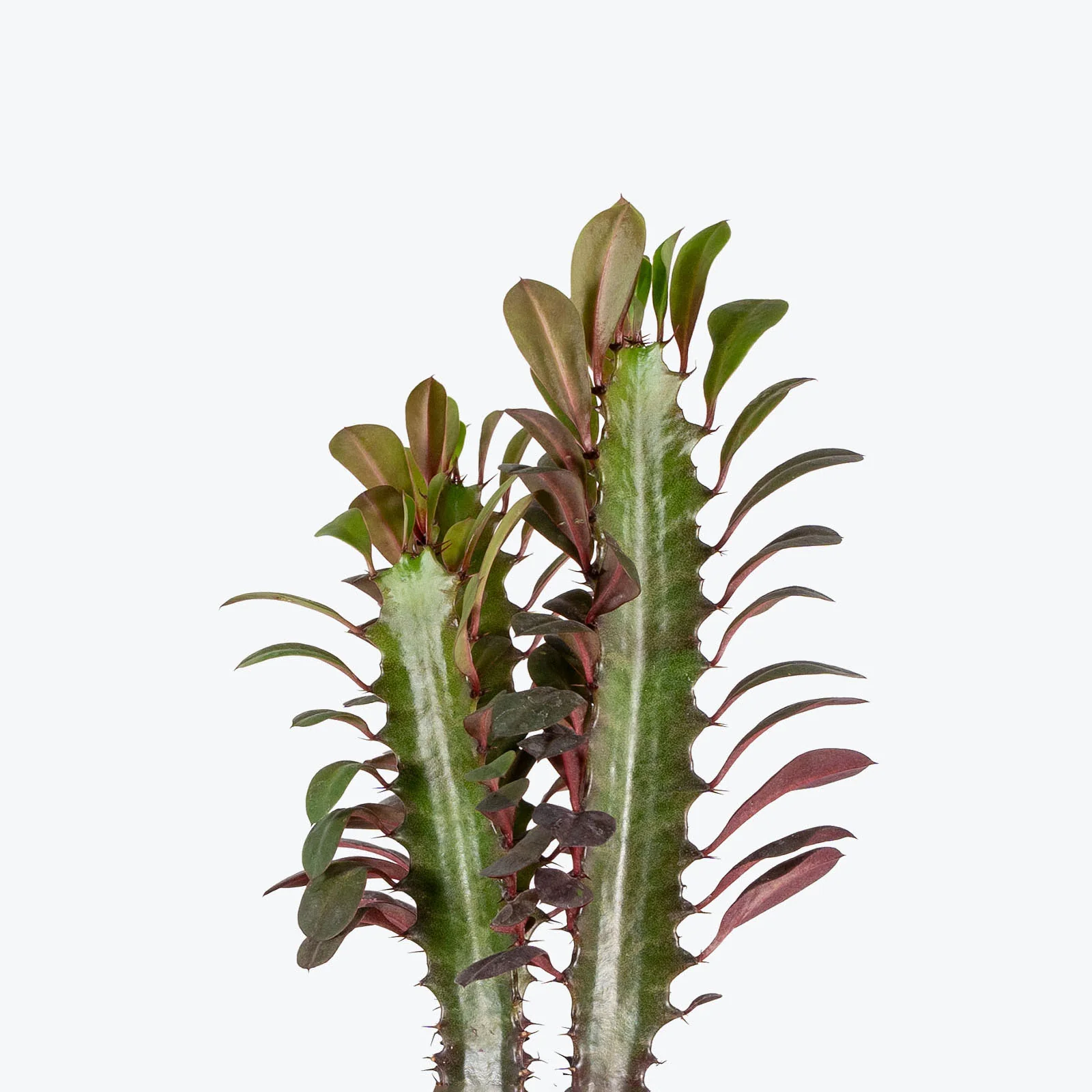 Euphorbia Trigona Rubra - Image 3