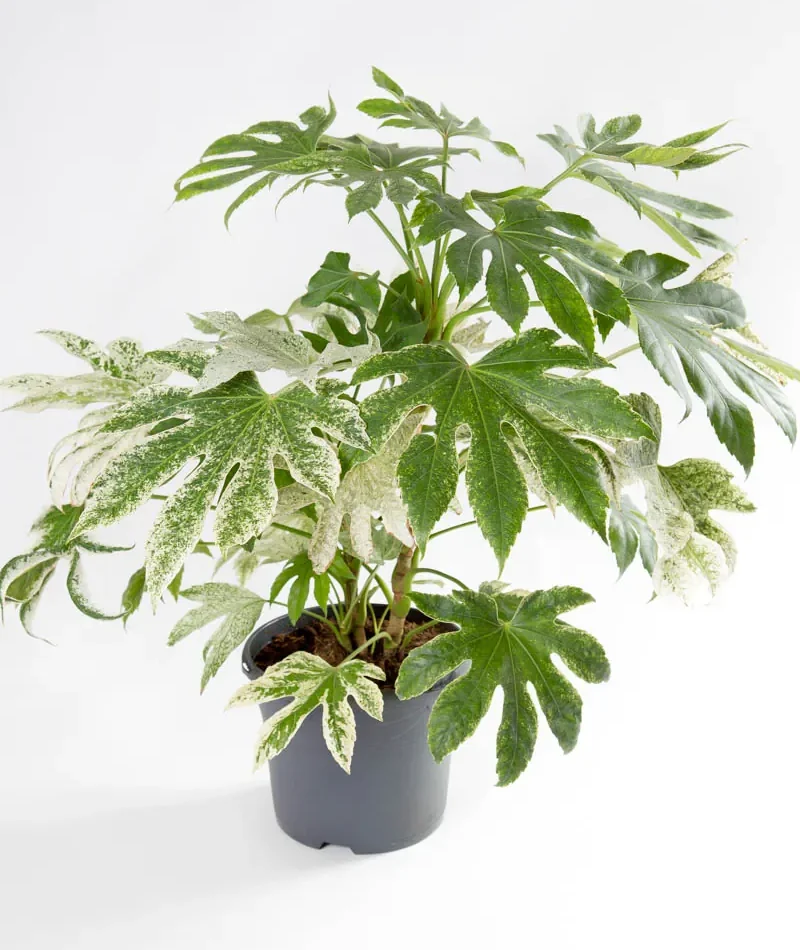 Fatsia Variegata