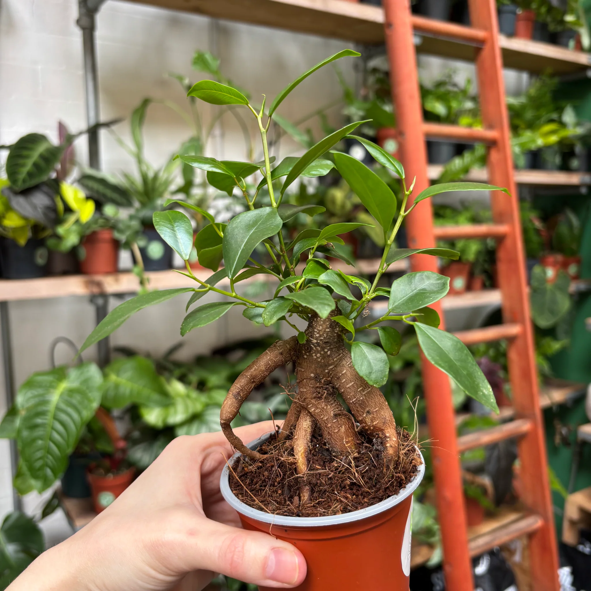 Ficus Microcarpa Ginseng Bonsai - Image 4