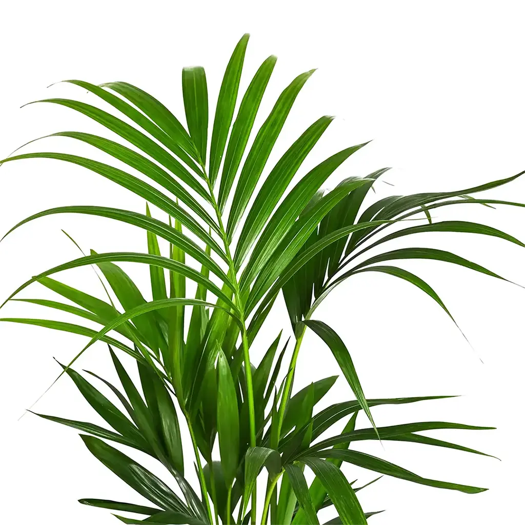 Howea Forsteriana 'Kentia Palm' (Small and large) - Image 3