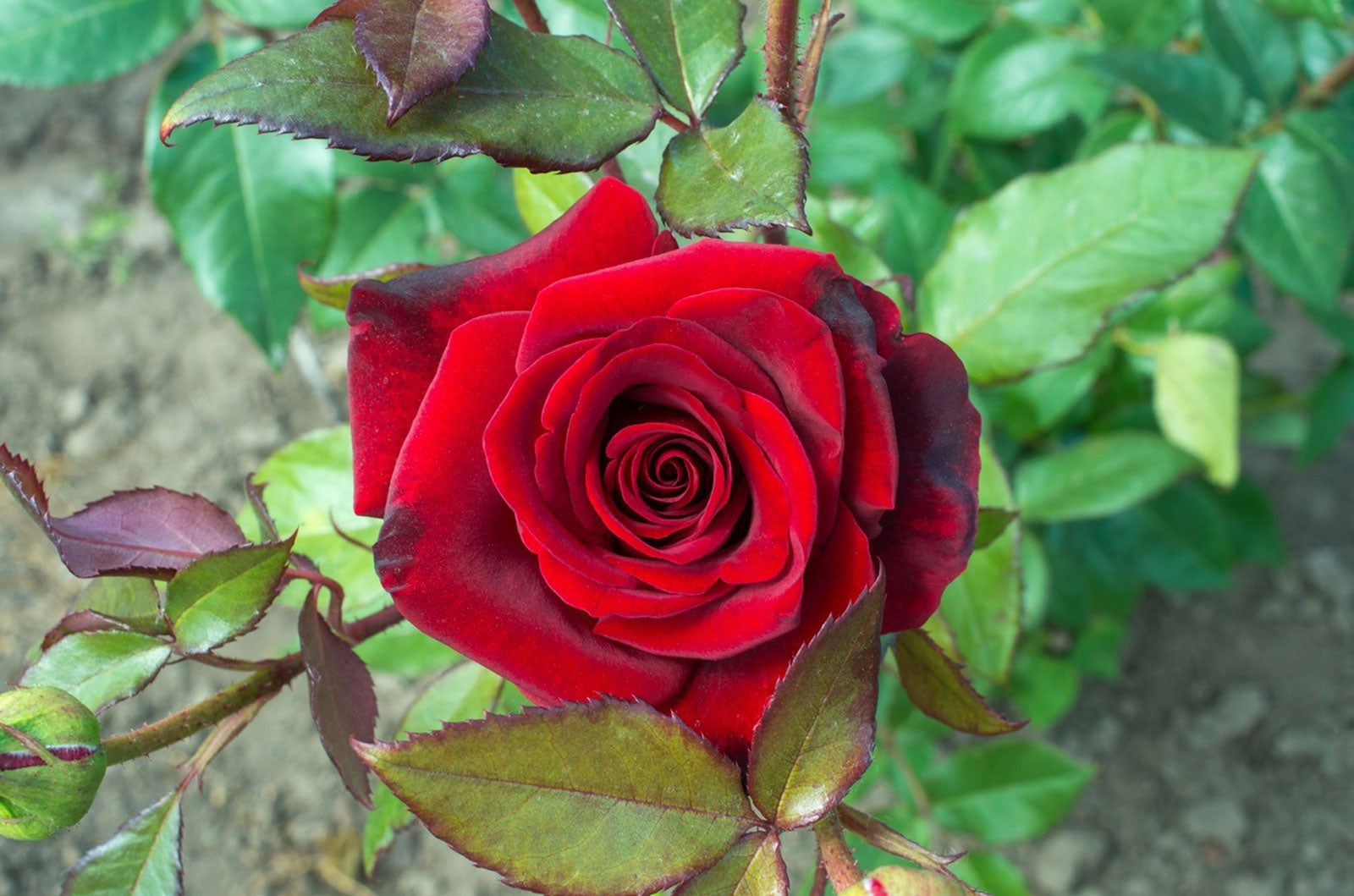 Rose - Red - Image 3