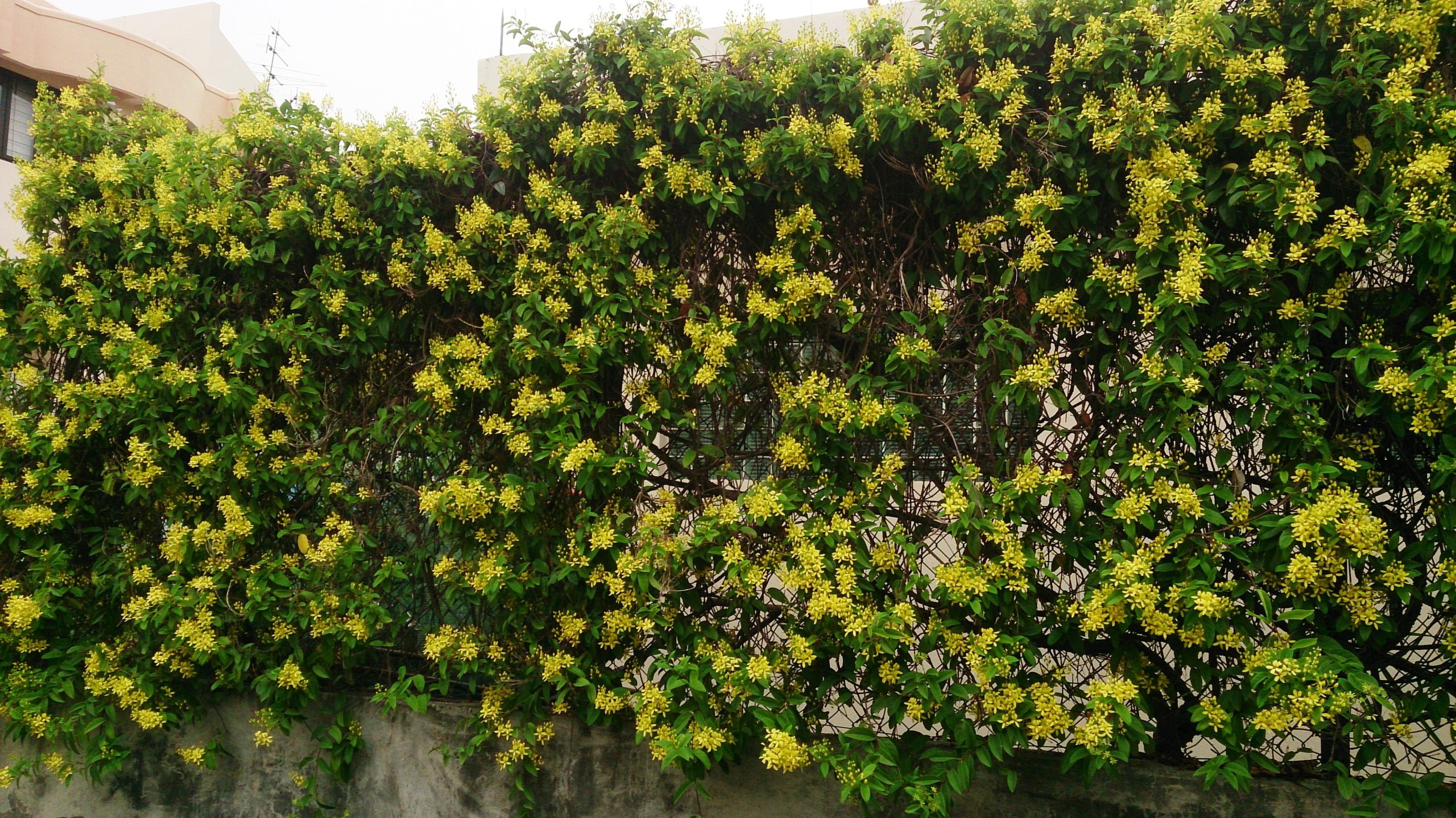 Tristellateia australasiae – Shower of Gold Climber - Image 3
