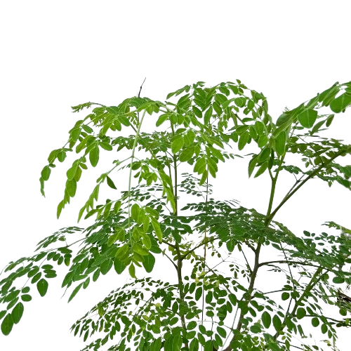 Moringa Oleifera- Drumstick Tree - Image 2